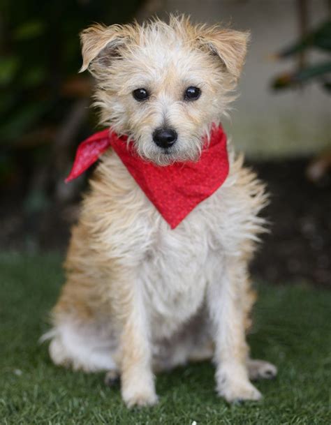 Adopt Sprout on Petfinder | Terrier dogs, Adoption, Pets