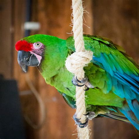 Great Green Macaw Free Stock Photo - Public Domain Pictures