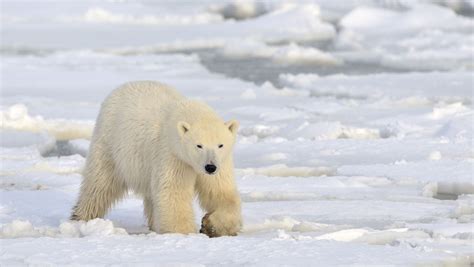 Scientists are watching polar bears from space