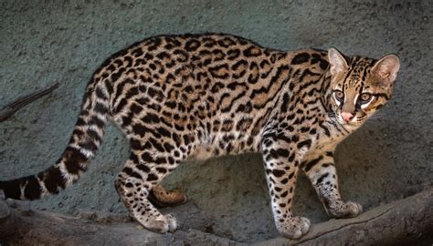 Ocelot - Los Angeles Zoo and Botanical Gardens