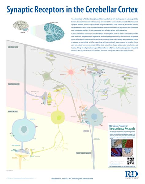 Synaptic Receptors in the Cerebellar Cortex: R&D Systems