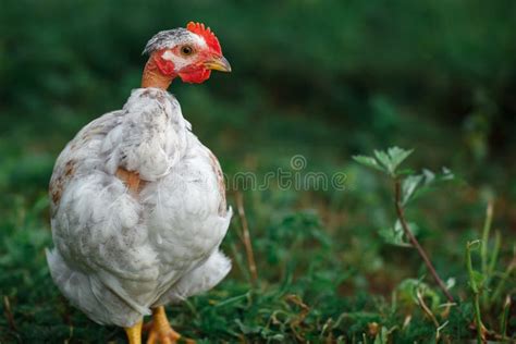 109 Bald Chicken Farm Stock Photos - Free & Royalty-Free Stock Photos from Dreamstime