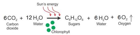 [View 47+] 26+ Photosynthesis Equations Gif jpg