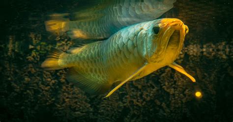 The Ultimate Arowana Care Guide: From Tank Setup to Feeding