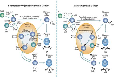 B cell activation. In response to Th2-derived IL-4 and IL-13, naïve B... | Download Scientific ...