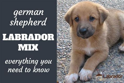 Lab German Shepherd Mix Puppies