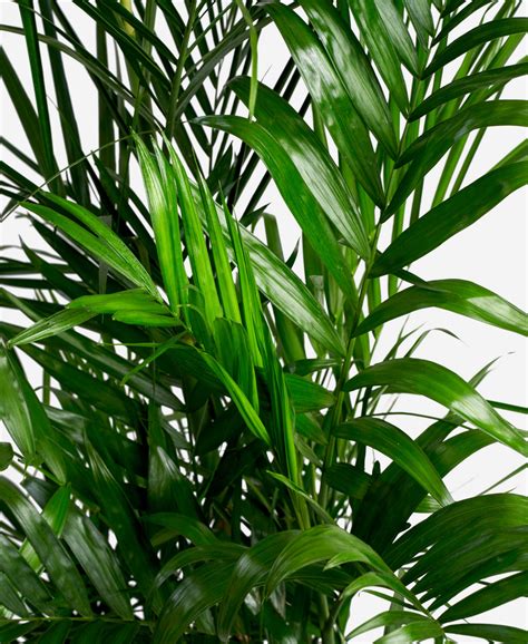 Buy Large, Potted Bamboo Palm Indoor Plant | Bloomscape