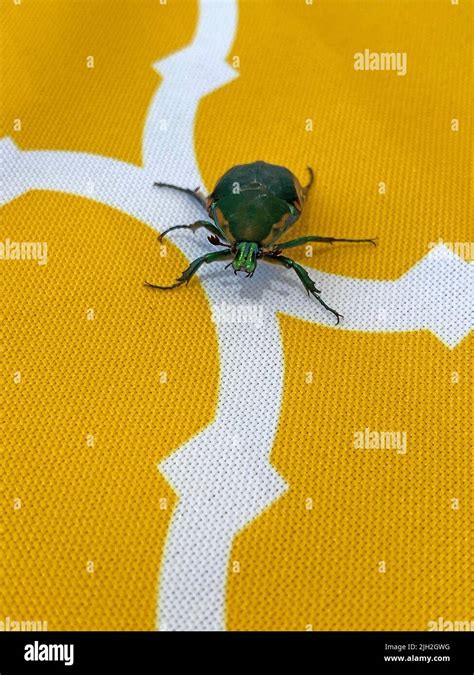 California Figeater Beetle Stock Photo - Alamy