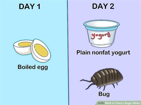 How to Feed a Sugar Glider: 15 Steps (with Pictures) - wikiHow