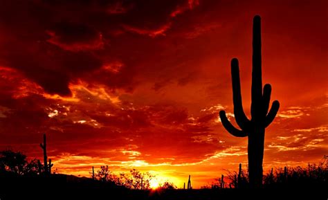 Cactus Sunset Wallpaper | Wallpapers Gallery