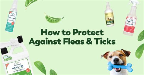 How to Defend Against Fleas and Ticks Hatching in the Spring ...