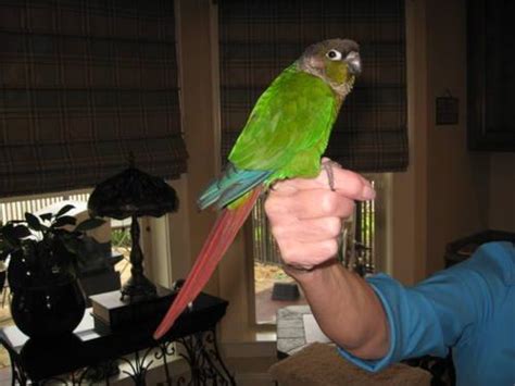 Green Cheek Conure with huge cage on wheels for Sale in Theodore ...