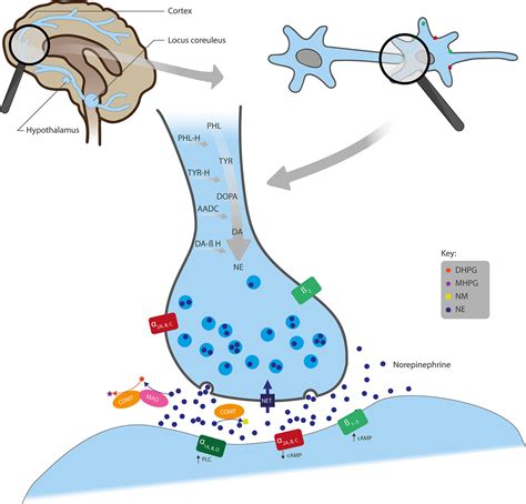 Frontiers | The Role of Norepinephrine and Its α-Adrenergic Receptors in the Pathophysiology and ...