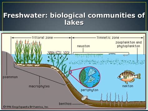 PPT - LAKES AND PONDS ECOSYSTEM PowerPoint Presentation, free download ...