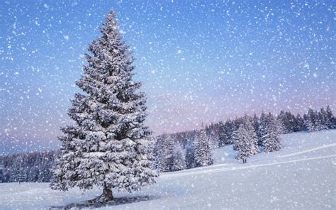 Winter Pine Trees Wallpaper