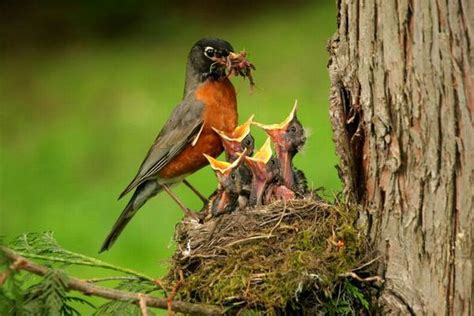 Dulces imágenes de animales con sus crías para descargar | Aves de estimação, Pássaros ...