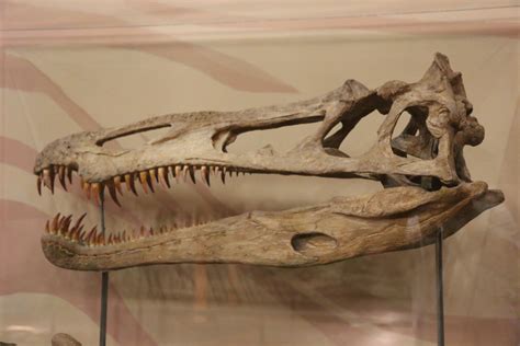 Suchomimus Skull | Extinct Animals