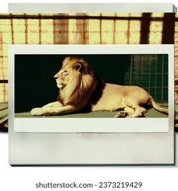 Instant Photo Photo Realistic Male Lion AI-generated image 2373219429 | Shutterstock