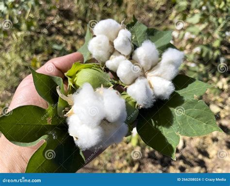 Cotton Harvest and Detailed Product Detail Stock Photo - Image of grown ...