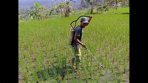 Pemupukan yang ke2 menggunakan pupuk organik ECOFARMING - YouTube