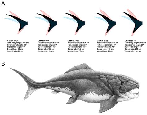 Orca (Killer Whale) v Dunkleosteus terrelli - Page 2 - Carnivora