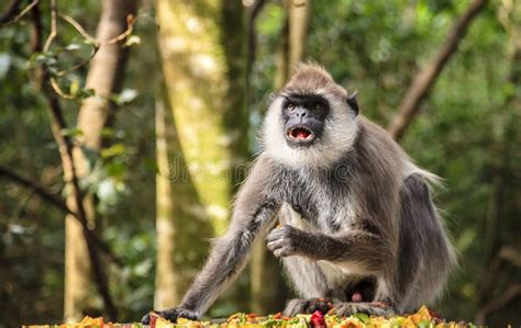 Hanuman Langur stock photo. Image of nature, habitat - 84434760