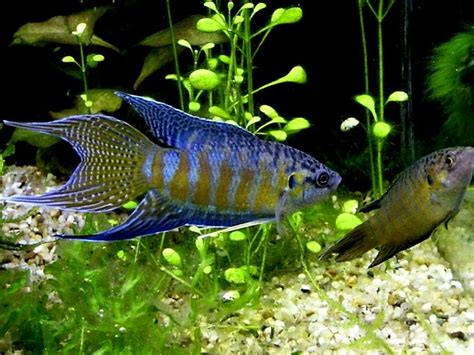 Macropodus opercularis (blue form) | Aquarium fish, Fish, Fish tank