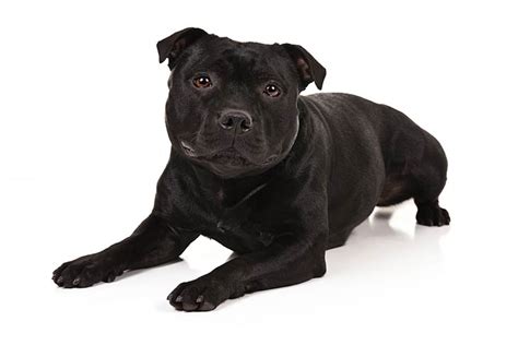 Staffordshire Bull Terrier Pictures - American Kennel Club