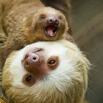 Hoffmann's Two-toed Sloth | Lincoln Park Zoo