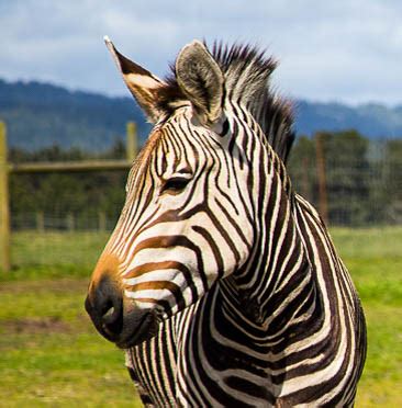 Hartmann's Mountain Zebra — B. Bryan Preserve