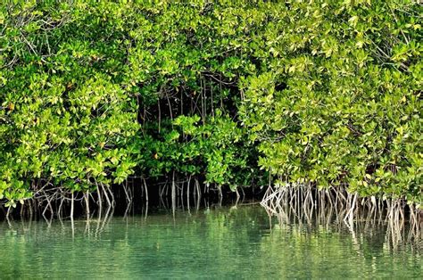 Mangroves: The Ecosystem | Mangrove, Ecosystems, Mangrove forest