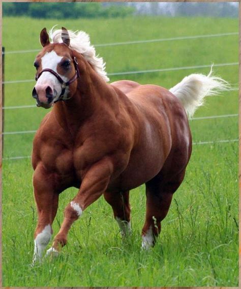 most muscular horse in the world | Stuff to Buy ,very butiful | Pinterest | The o'jays, The ...