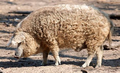 What is a Mangalitsa Pig? | Pig breeds, Mangalitsa pig, Sheep pig