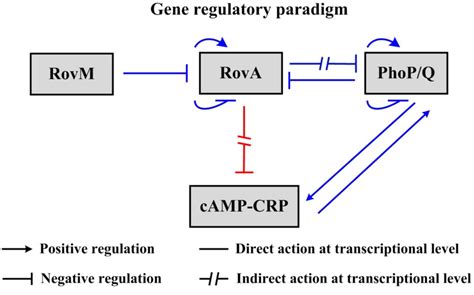 Gene regulatory paradigm. The gene regulatory circuits are described... | Download Scientific ...