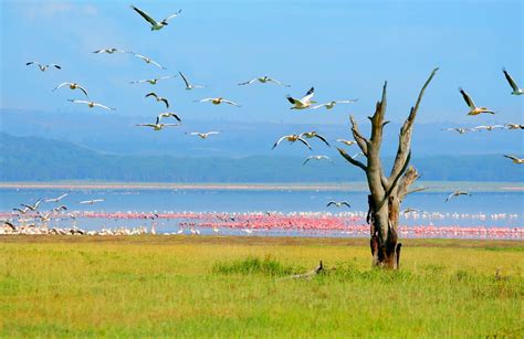 Lake Nakuru - Safari Rim