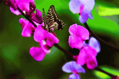 Butterfly Flowers GIF - Butterfly Flowers - Discover & Share GIFs