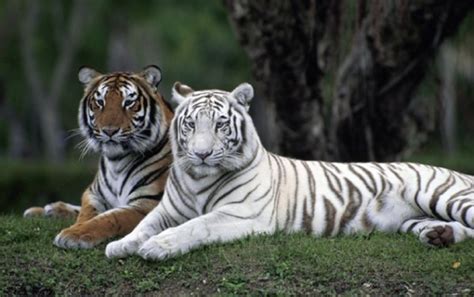 Bengaluru Photographer Spots Rare White Tiger In Nilgiris For The First Time Ever - Indiatimes.com
