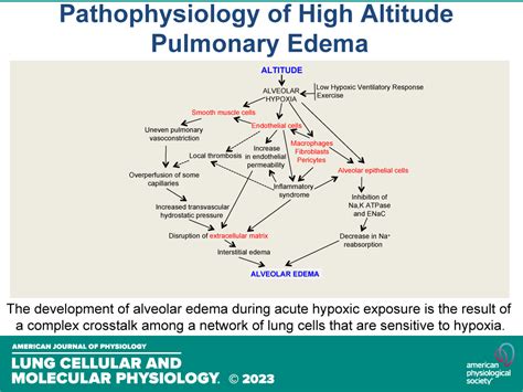 High-altitude pulmonary edema: the intercellular network hypothesis | American Journal of ...