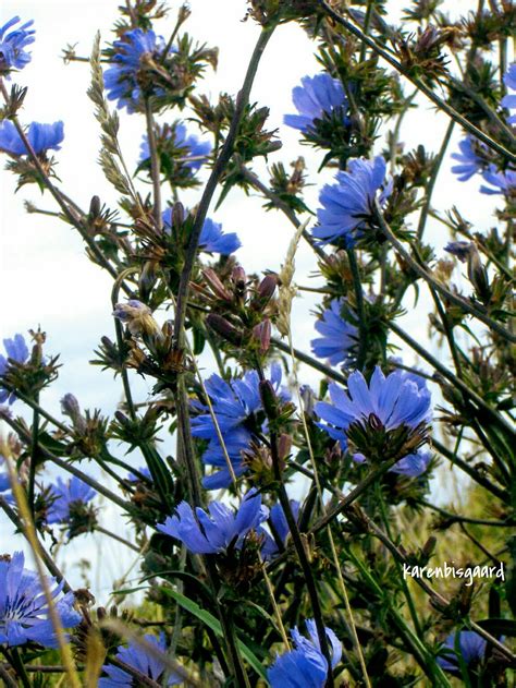 Karen`s Nature Photography: Cluster of Blue Chicory Flowers.