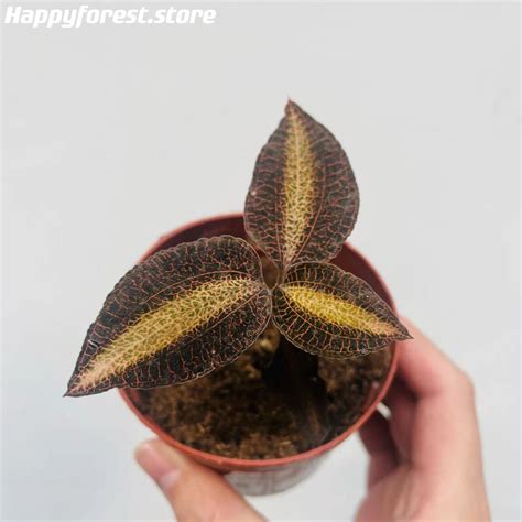 Jewel Orchid (Anoectochilus) for sale - HappyForestStore