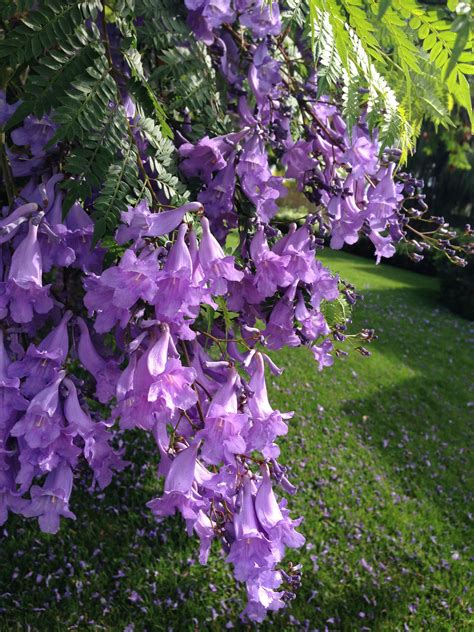 Jacaranda Tree in May Alcatraz, Farm Gardens, Spring Flowers, Jacaranda Trees, Beautiful ...