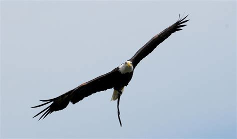 Bald Eagle Soar by Shadow-and-Flame-86 on DeviantArt