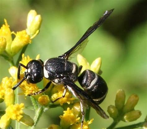 Maryland Biodiversity Project - Euodynerus schwarzi