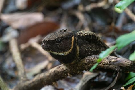 This Fascinating Bird Looks Like a Feathered Dragon | Watercooler ...