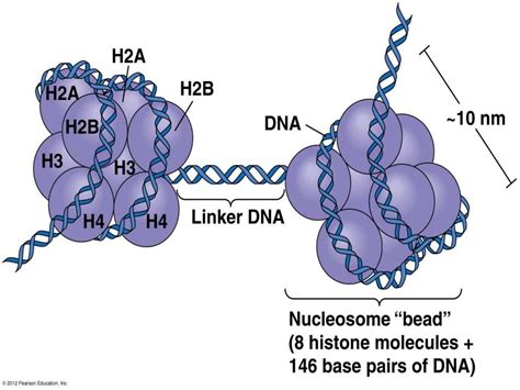 Role of Histone in DNA packaging