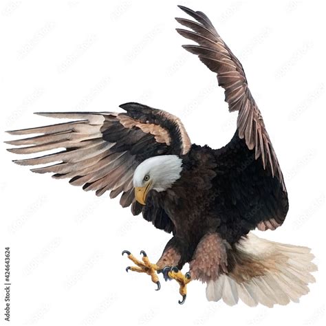 Bald eagle landing swoop attack hand draw and paint on white background vector illustration ...