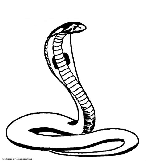 Cobra Snake Drawing | Free download on ClipArtMag