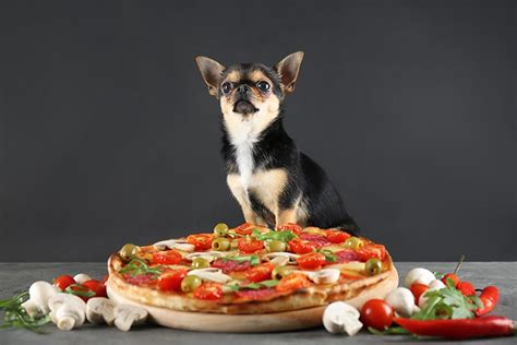 Can Dogs Eat Olives? Are Olives Bad for Dogs? — American Kennel Club