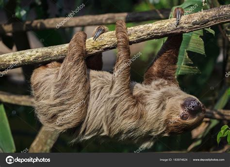 Pictures : show a sloth | Linnaeus Two Toed Sloth Also Known Southern ...