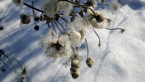 Anemone Sylvestris Seeds 04 by kicia555 on DeviantArt